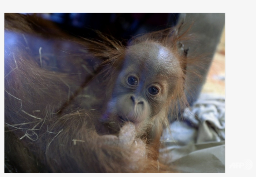 Baby Orangutan Spotted At Kuching Zoo Believed To Be - Orangutan, transparent png download