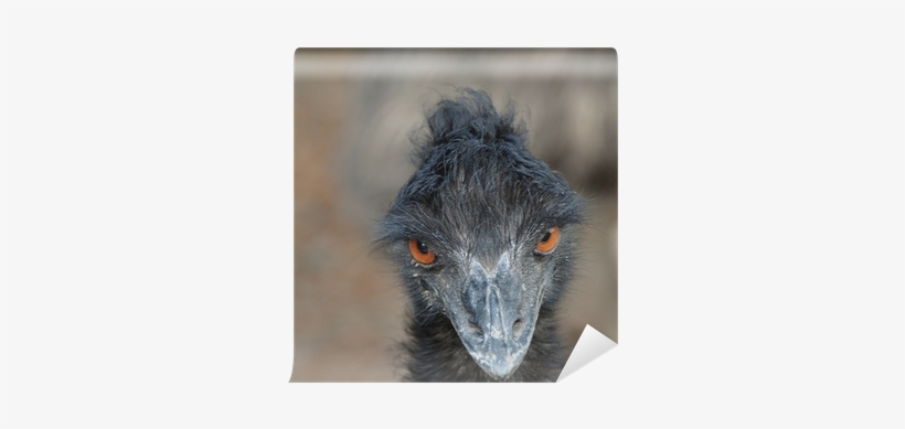 Emu, transparent png download