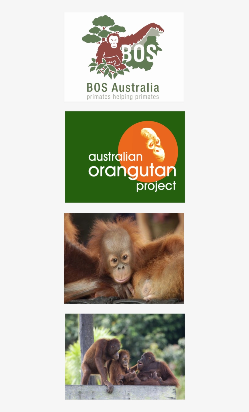 Buy Aware And Save The Orangutans - Borneo Orangutan Survival, transparent png download