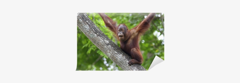 Bornean Orangutan, transparent png download