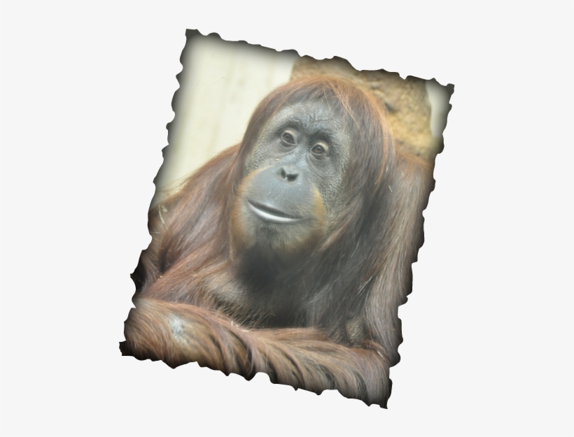 It Also Tells You How You Can Help Save The Orangutans - Monkey, transparent png download