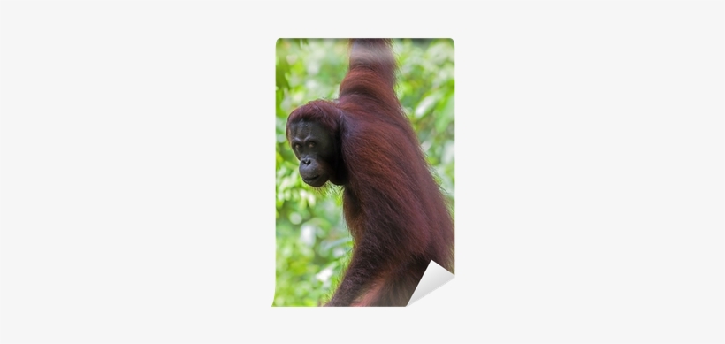 Orangutan, transparent png download