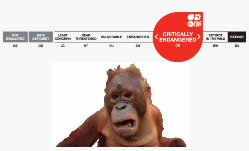 A Shocked Orangutan - Iucn Red List, transparent png download