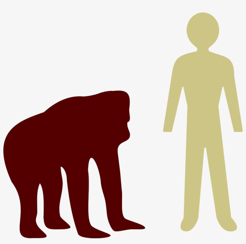Open - Orangutan Size Compared To Human, transparent png download