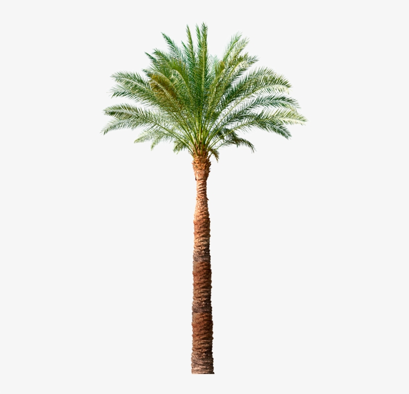 Siga No Facebook - Tree Png, transparent png download