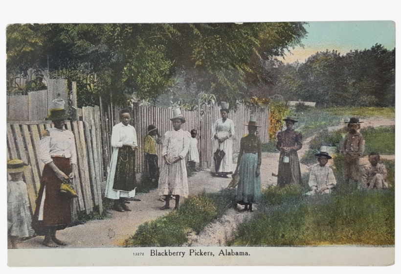 Rare ~ Antique 'blackberry Pickers, Alabama' Postcard - Tree, transparent png download