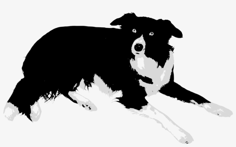 Border Collie Rough Collie Cat Puppy Old English Sheepdog - Border Collie Vector Png, transparent png download