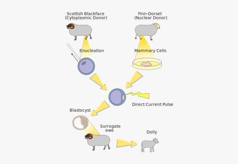 File - Dolly Clone - Svg - Somatic Cell Nuclear Transfer, transparent png download