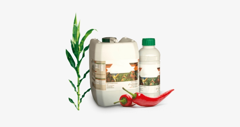 Mision-image - Pimenta, transparent png download