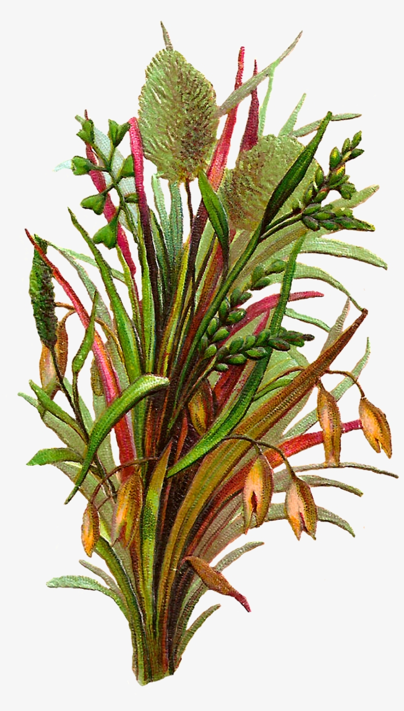 Digital Botanical Plant Artwork Downloads - .net, transparent png download