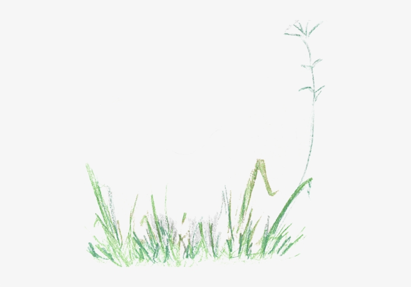 A Fox Was Born - Sweet Grass, transparent png download