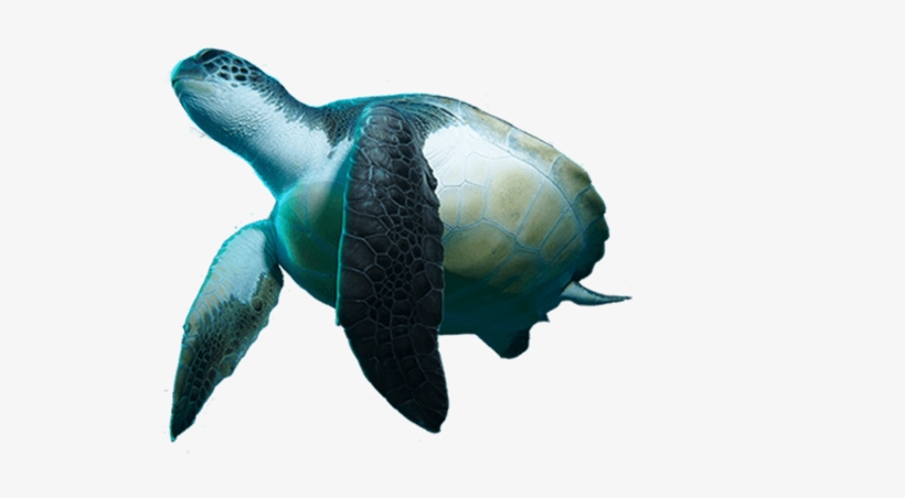 An Unforgettable Experience For Your First Dive - Turtle In Moana Png, transparent png download