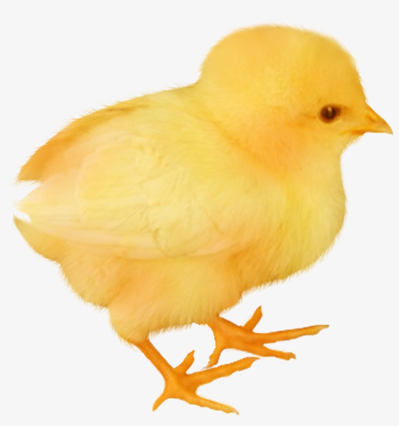 Baby Chicken Transparent Image - Canary, transparent png download