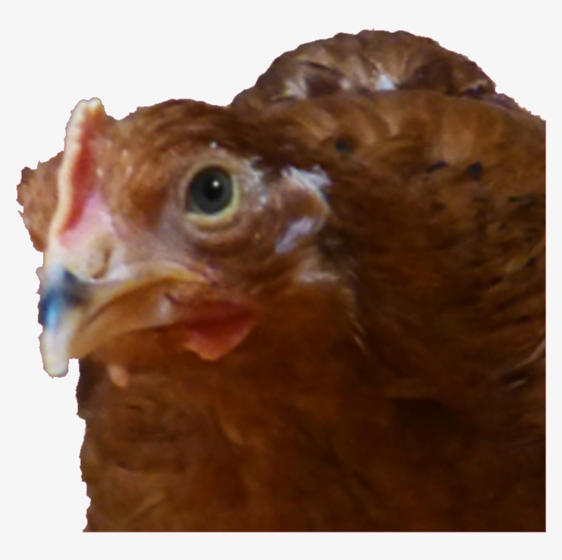 My Baby Chickens Are Getting Big - Chicken, transparent png download