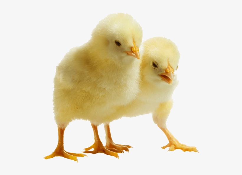 Baby Chicken Png Clipart - Poultry, transparent png download