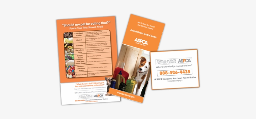 Freebies-image 0 Itok=6n9q7xm1 - Pet, transparent png download