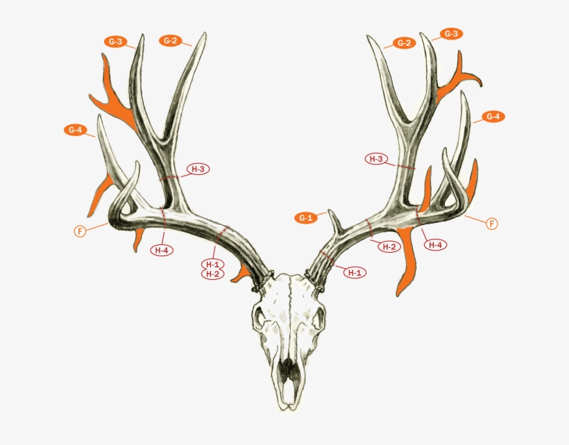 Mule Deer And Blacktails - Mule Deer, transparent png download