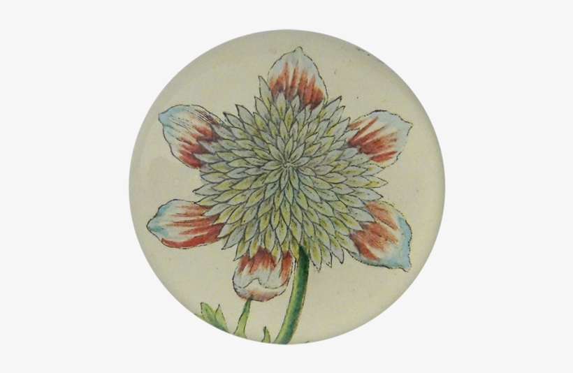 Star Aster Star Aster - Chrysanths, transparent png download