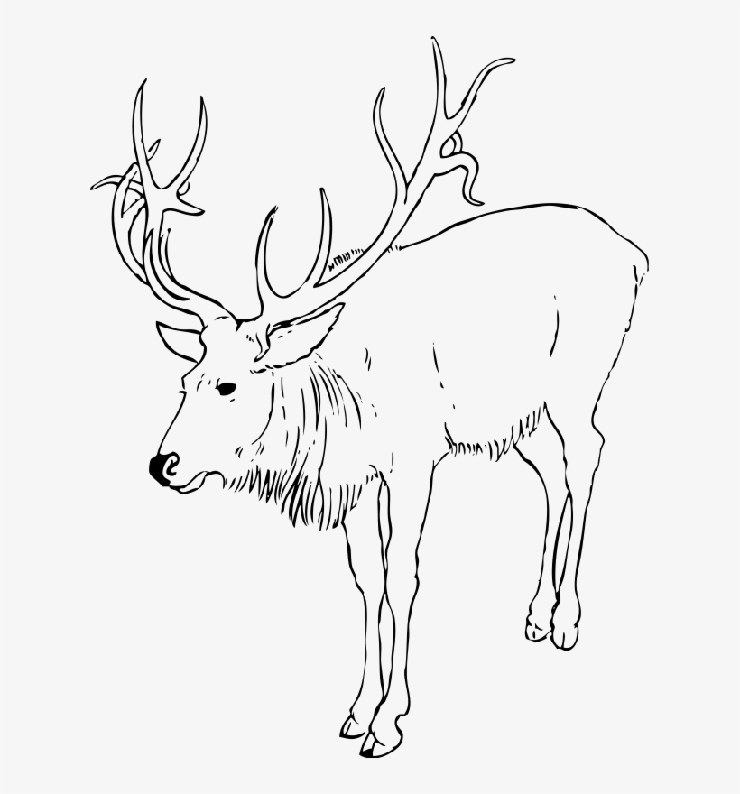 Deer With Horns Moose Clip Art - Reindeer Clipart Black And White, transparent png download