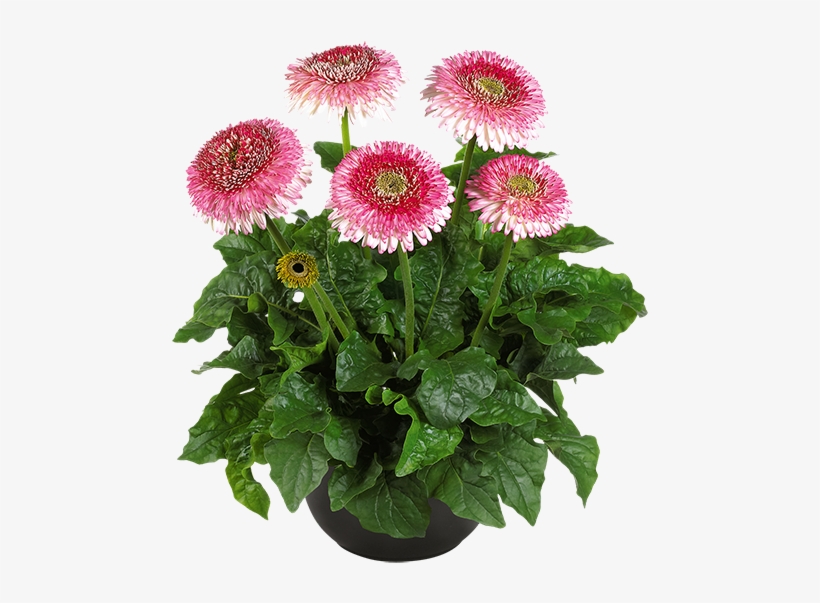 Florist Holland - Barberton Daisy, transparent png download