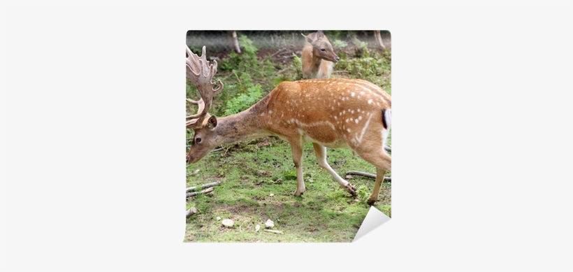 Photography, transparent png download