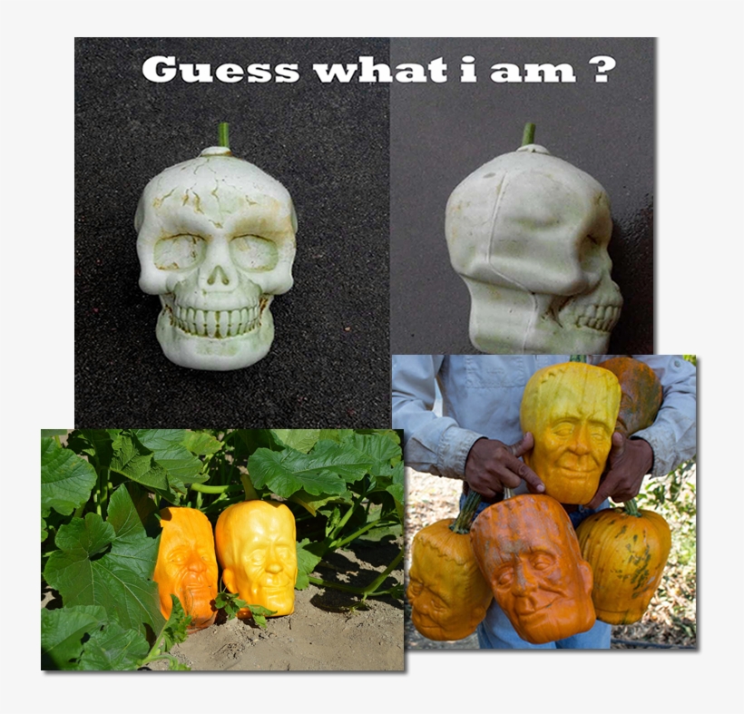 Guess What I Am - Here, transparent png download