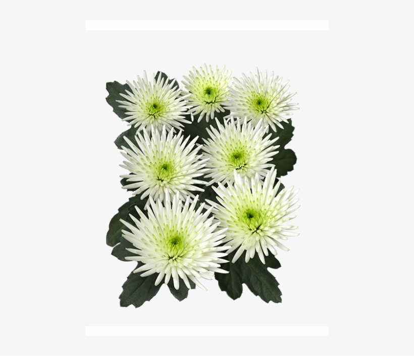 Aaa Sangi 4 Sa Sangi 01 Vrijstaand - Chrysanths, transparent png download