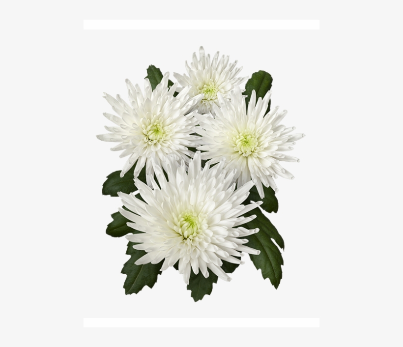 Tr Carolle 05 Print Sp Carolle 01 Vrijstaand - Chrysanths, transparent png download