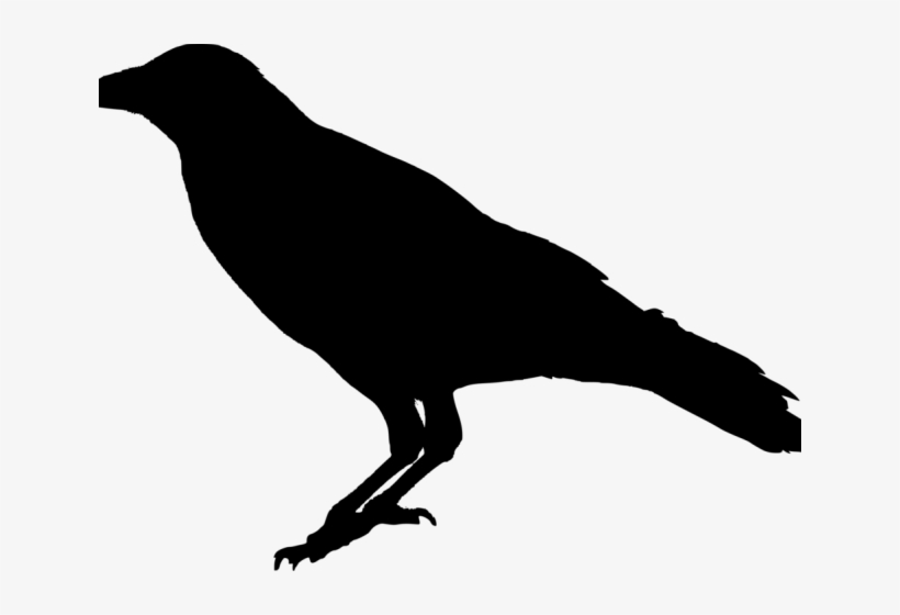 Crow Png Transparent Images - Raven Clipart Transparent, transparent png download