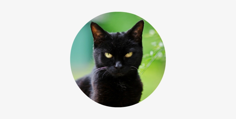Black Cat Outside - Cat Glaring, transparent png download