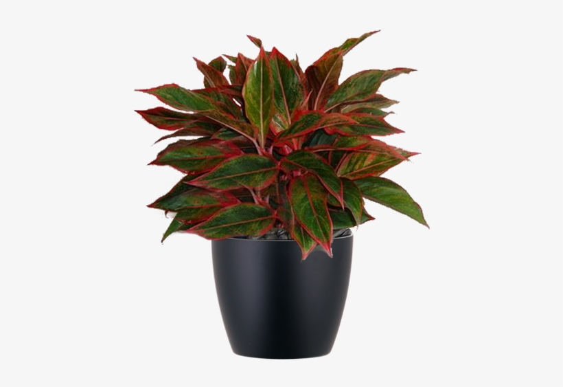 Red Low Light Indoor Aglaonema Chinese Evergreen Plant - Aglaonema, transparent png download