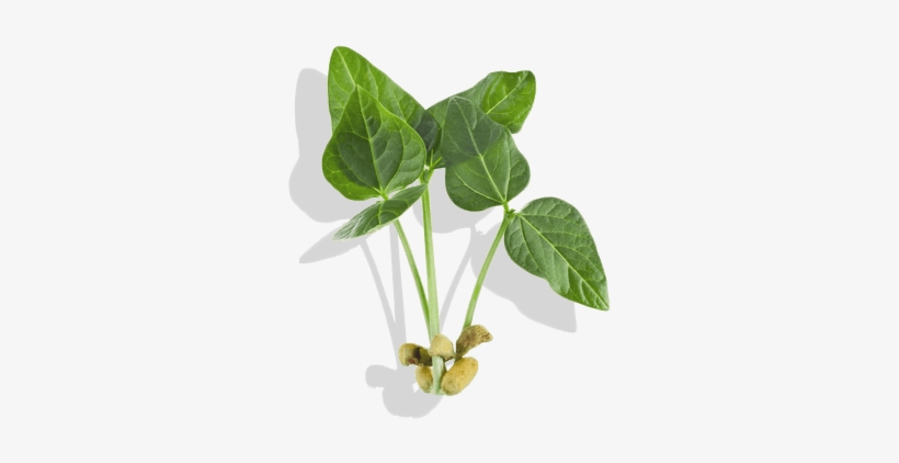 Innovative Trait Technologies Yield A Competitive Advantage - Soybean Plant Transparent, transparent png download
