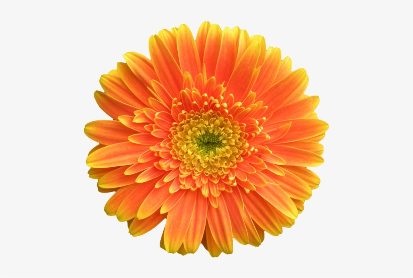 Gerbera Jamesonii - Orange Flower White Background, transparent png download