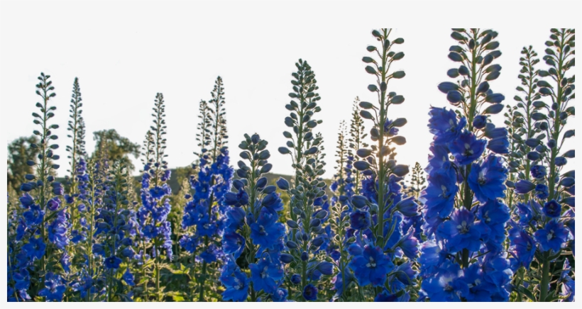 Flowerbanner - Lavender, transparent png download