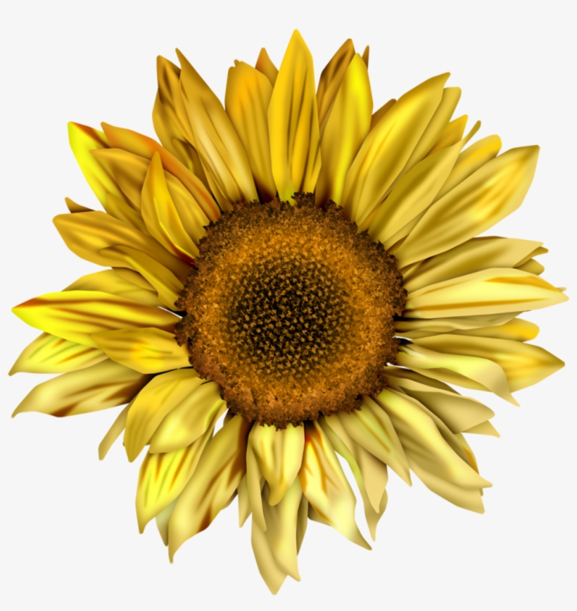 Tinahoward99 S Bucket Scrabooking Delicious Scraps - Illustration Of A Sunflower, transparent png download