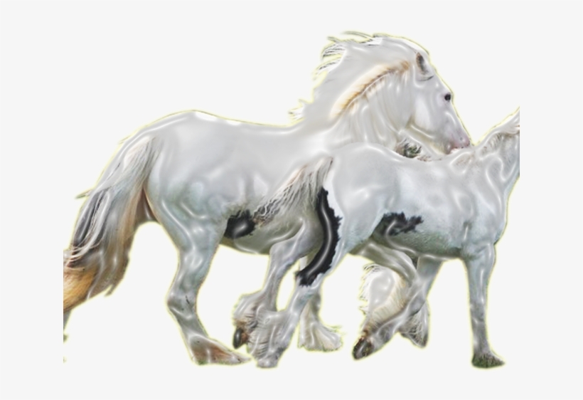 Gypsy Cob For Sale, Gypsy Horse For Sale, Drum Horse - Gypsy Horse, transparent png download