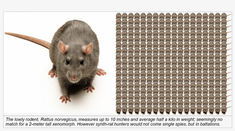 If You Are A Station Commander With A Vicious Beastie - Rat, transparent png download