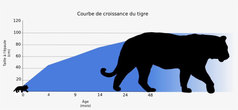Open - Croissance Du Tigre, transparent png download