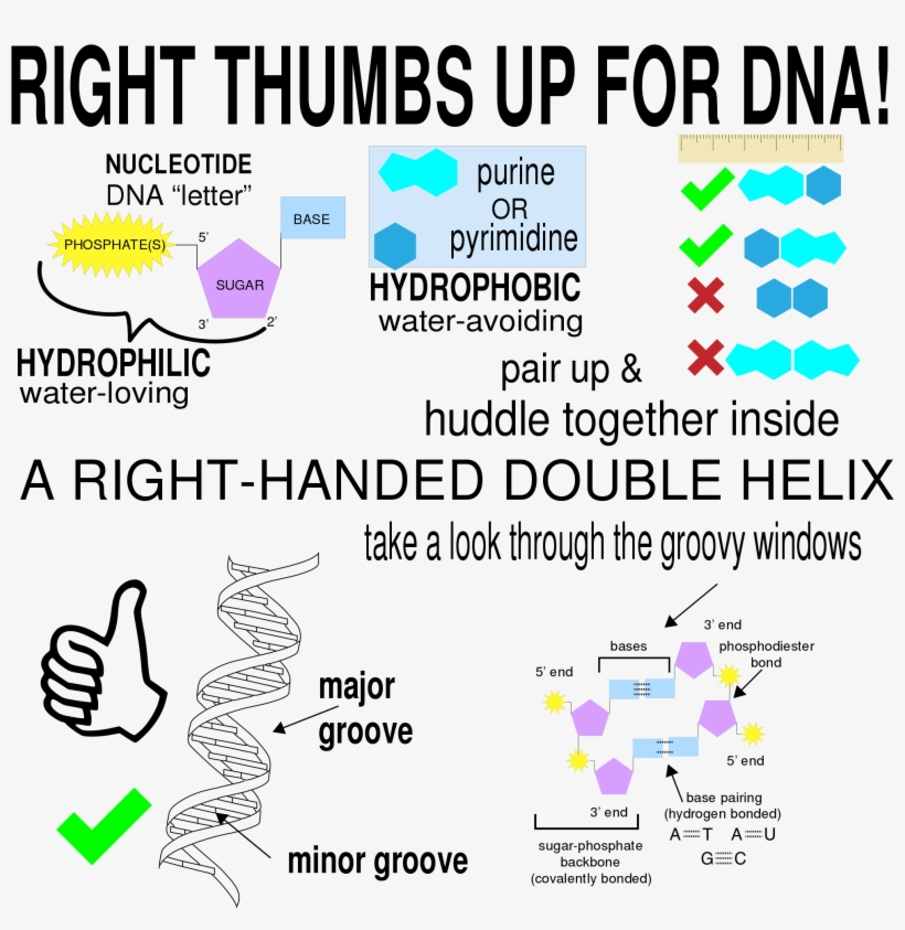 Open - Thumbs Up, transparent png download