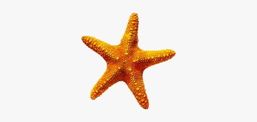 Download Starfish Latest Version 2018 - Estrellas De Mar Png, transparent png download