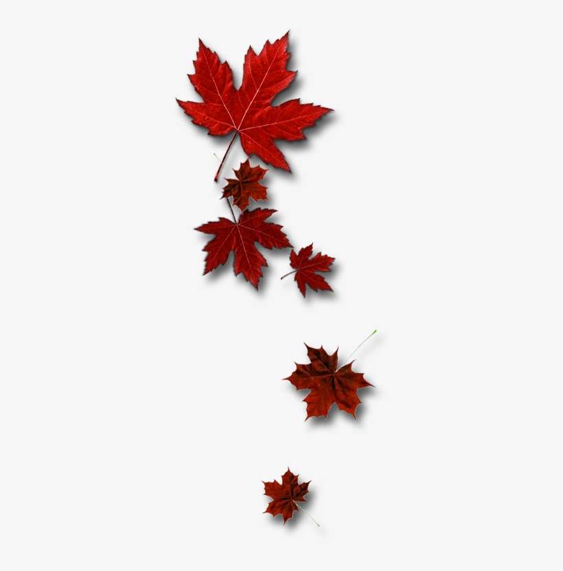 Leafs - Canada, transparent png download