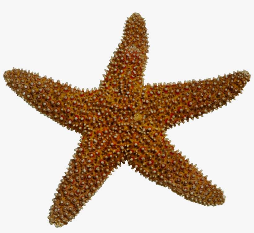 Realistic Clipart Starfish - Animales Invertebrados Estrella De Mar, transparent png download