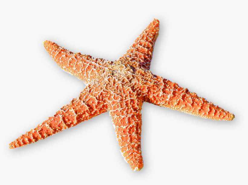 The Scholarship Application Process Is Closed For - Starfish Journal: 150 Page Lined Notebook/diary, transparent png download