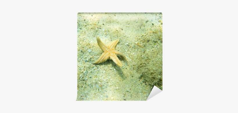 Photograph, transparent png download