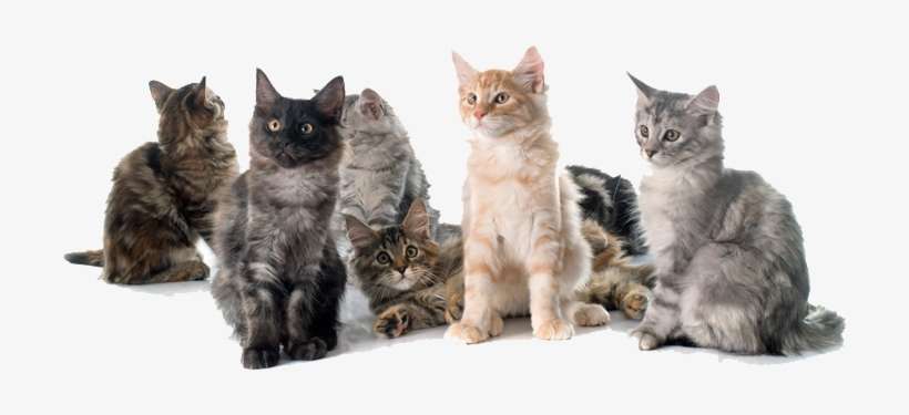 Welcome To Go Kitty Cat - Happy Cats Png, transparent png download