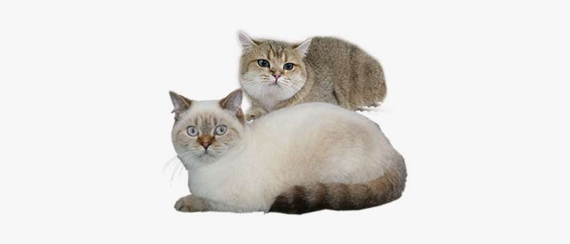 Happy Cat Png - British Shorthair, transparent png download
