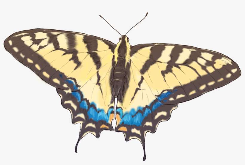 Butterflyicon - Eastern Tiger Swallowtail, transparent png download