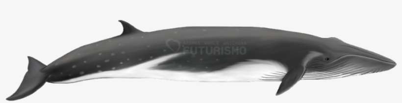 Bryde's Whale - Bryde's Whales Balaenoptera Edeni, transparent png download