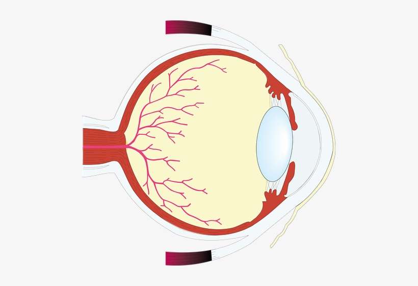 Headaches Excessive And Intense Computer Usage Can - Eye, transparent png download