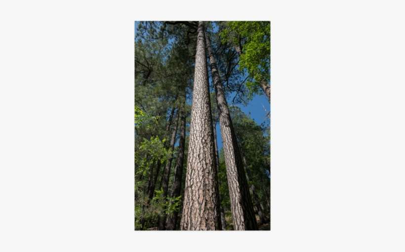 Tall Pine Trees Mt Lemmon Arizona Poster 22*34 - Redwood, transparent png download